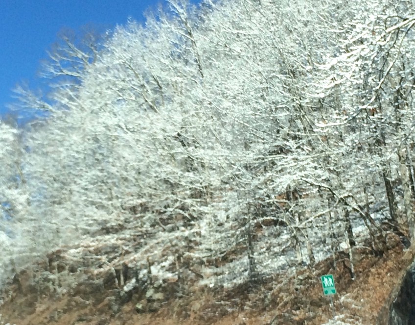 Late Spring Snow on Trees